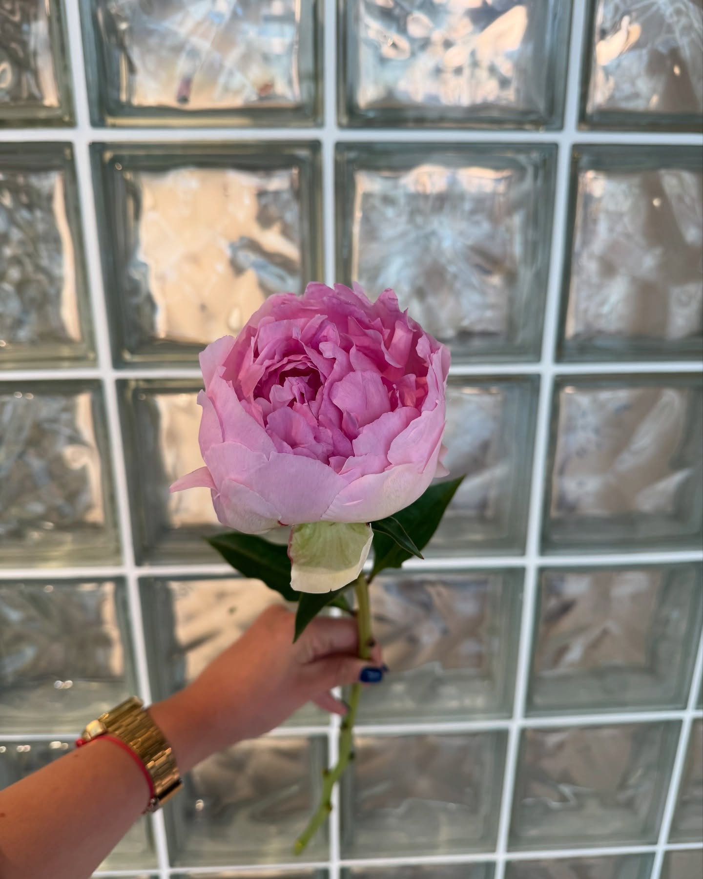 Peony 🌸