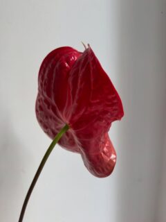 Днешното вдъхновение 😍 #anturium