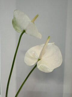 Бяло, по-бяло, най-бяло! #whiteinspo