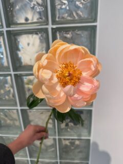 L🤍VE #peony