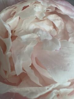 С цвят на божур 🌸 #peony #flowers
