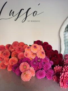 Днешното ни вдъхновение са те - далиите! 🌸❤️
#цветноние #dahliaseason