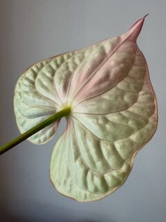 Perfection #anthurium #flower