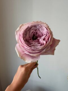 #peonykiss